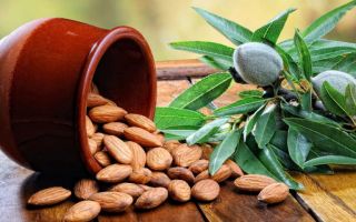 Mengapa kacang almond berguna, sifat dan kontraindikasi