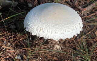 I funghi ombrello sono variegati: quanto sono utili, tempo di raccolta