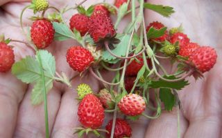 De helbredende egenskaber af vilde jordbær og kontraindikationer