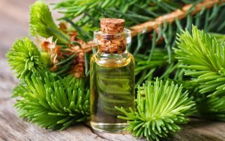 Les propriétés curatives de l'huile de sapin, son utilisation et ses contre-indications
