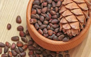Kacang pinus: sifat berguna dan kontraindikasi, kandungan kalori, komposisi