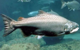 Wo lebt der Chinook-Fisch und was ist nützlich?