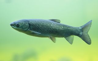 Proprietà utili del pesce carpa erbivora: descrizione, composizione