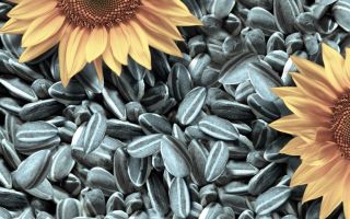 Les avantages et les inconvénients des graines de tournesol pour le corps