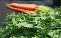Cime di carota: benefici e rischi, proprietà utili, controindicazioni