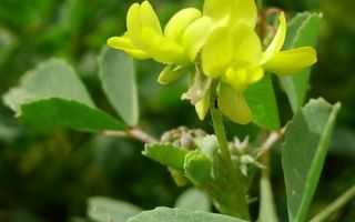 Fenugrec (helba): de quel type de plante s'agit-il, avantages, propriétés médicinales, photo