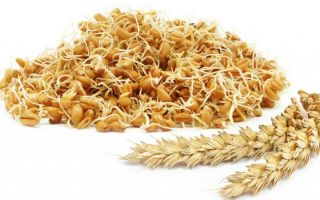 Filizlenmiş buğday: yararları ve zararları, nasıl alınır