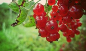 Ribes rosso: proprietà utili e controindicazioni