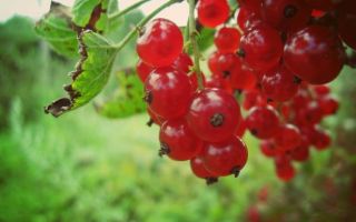 Rødbær: nyttige egenskaber og kontraindikationer