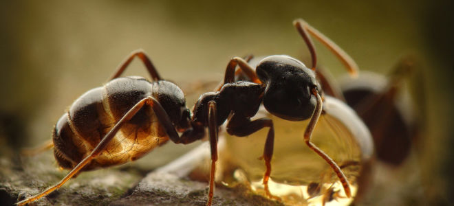 Kwas mrówkowy (E236): skład, co jest przydatne, zakres