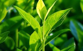 Egenskaber og anvendelser af tea tree æterisk olie til ansigtet