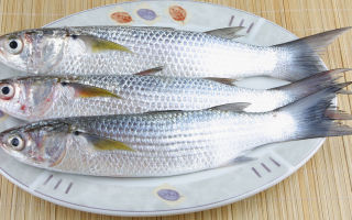 Pesce di muggine: benefici e rischi, composizione chimica, contenuto calorico, foto