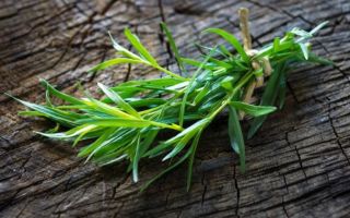 Tarragon herb (ngải giấm): lợi và hại, ảnh, công thức thức uống