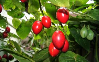Tsifomandra rødbeder (tamarillo): fordele og skade, som det er, foto