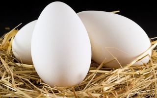 Trứng ngỗng hữu ích như thế nào?