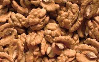 Walnut: khasiat dan kontraindikasi berguna, berapa banyak makan sehari