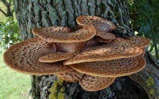 Cendawan bersisik (fungus tinder): penggunaan, faedah dan keburukan
