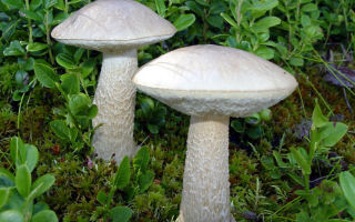 Hvorfor boletus svampe er nyttige for den menneskelige krop