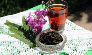 Ivan-thee: voordelen en nadelen voor de gezondheid, geneeskrachtige eigenschappen, foto's, toepassing