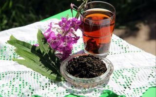 Ivano arbata: nauda ir žala sveikatai, gydomosios savybės, nuotraukos, taikymas