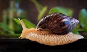 Pourquoi les escargots Achatina sont-ils utiles, propriétés, photos et avis